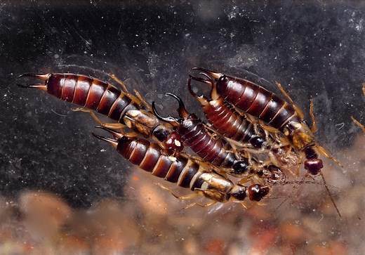 6 Things Earwigs Like to Eat (Diet & Facts)