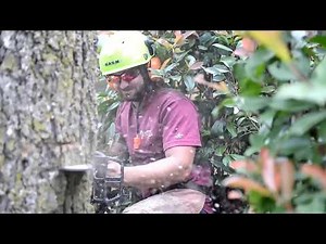 All About Trees Now Has 2 ISA Board Certified Master Arborists®
