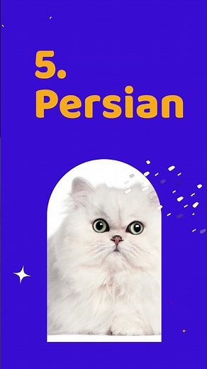 The 10 Cutest Cat Breeds