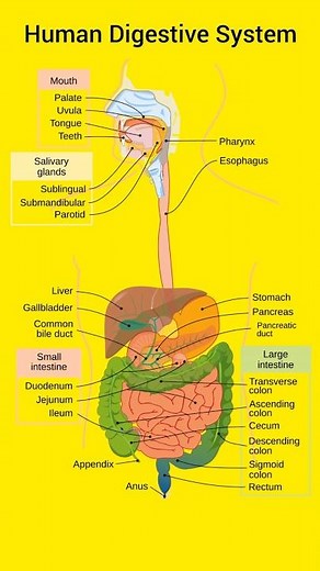 Human Digestive System Educational Video