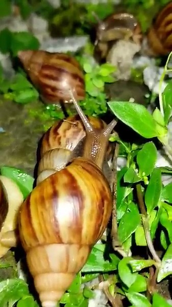 WATCH ITS MOUTH! 🤯 Extreme Snail Macro Filmed on a Phone Lens #SmartphoneMacro
