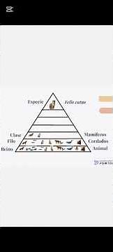 [Example] TAXONOMY of the DOMESTIC CAT