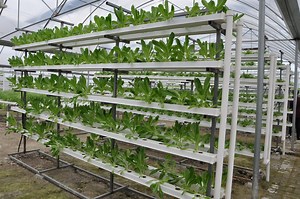 [Hot Item] Vegetables Systems Nft Grow Tube PVC Channel 100X50mm Manufacturer