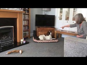 English Springer Spaniel Field Trial (Indoors)