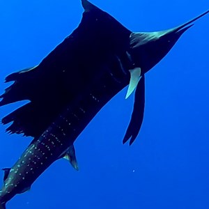 Clocking in at speeds in excess of 68 mph, some experts consider the sailfish to be the fastest fish in the ocean. ⛵️🐟 📸: bluelifewild #Sealife #ocean #fish | Science Channel