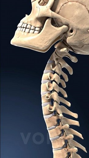 Flexion and extension of the neck – explore the mechanics in 3D with VOKA 3D Anatomy & Pathology