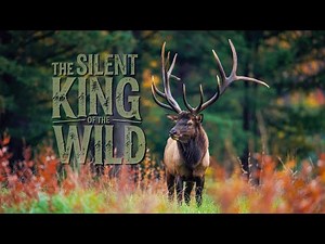 The Majestic Elk | Epic Hunting Documentary in the Wild Mountains