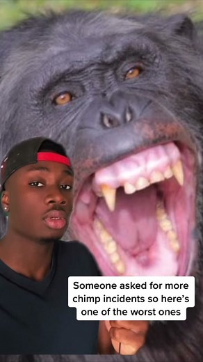 All because of a cake #chimp#attack#scary #scarystories | travis the chimp