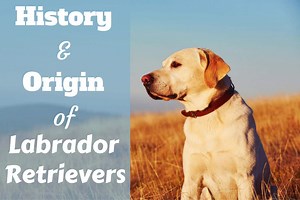 Labrador retriever history: origins and landmark moments