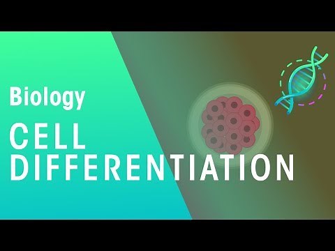 Cell Differentiation | Genetics | Biology | FuseSchool