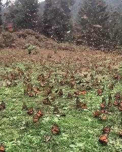 306K views · 544 reactions | 50 Shades Of Nature on Reels | Facebook