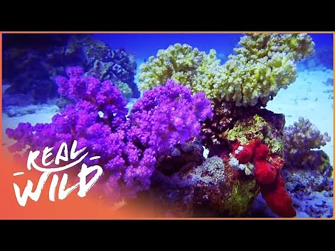 Red Sea Reefs: The World Beneath The Waves (Wildlife Documentary) | Real Wild