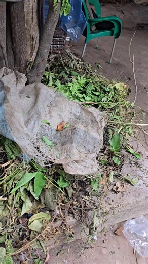 234 803 711 7234 I recommend that you take this action and you will appreciate it later. This task requires your personal effort, as not everything will be done for you by DIBIA. You may contact 234 803 711 7234 or 234 904 046 8334 for further assistance. | Aka ji ofor