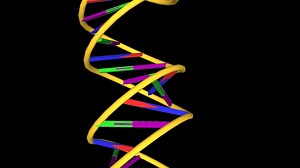 DNA's double-helix polymer structure and base pairs | Britannica