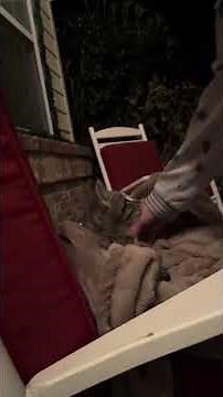 @cierramoor: #catdistributionsystem #feralcat #cat #cutecat #rescuecat #straycat