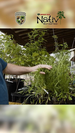 3.9K views · 42 reactions | Lanceleaf Coreopsis is an easy to grow...