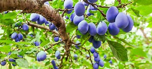 Plum Tree Transplanting:  [number] Tips | DoItYourself.com