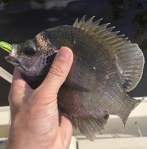 Coppernose Bluegill: Range, Reproduction & More! • Panfish Nation