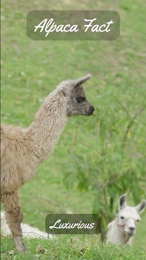 3 Alpaca Facts - Discovering Alpacas: South American Treasures