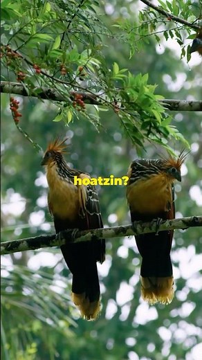 Meet the Stinkbird: The Hoatzin!#shorts