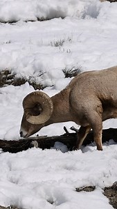 Listen to the wolves howling in the background. This ram seemed mildly concerned about the Mollies being across the valley. #photography #wildlife #nature #reels #foryoupageシ #wildplanet #bighornsheep #ram #sheep #yellowstone | Good Bull Guided