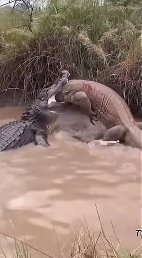 Alligator vs Komodo Which one survives #wildlife #wildanimals #shorts