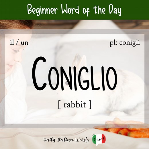 Italian Word of the Day: Coniglio (rabbit) - Daily Italian Words