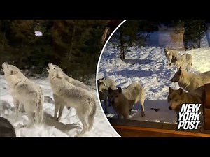 Wild video shows howling pack of 9 wolves surrounding NJ couple’s cabin while on vacation