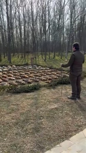 586K views · 3.1K reactions | Ragadozógyérítés a Hársas Vadászháznál 16 sakál • 38 róka • 44 borz Tavaly nagy eredményt értünk el – idén is folytatjuk! A természet egyensúlyáért.  #HársasVadászház #ragadozóvadászat #sakálvadászat #rókavadászat #huntinglodgeharsas #ragadozógyérítés | Hársas Vadászház - Hunting Lodge Hársas | Facebook