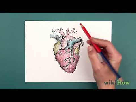 How to Draw a Realistic Anatomical Human Heart