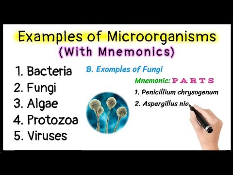 Examples of Microorganisms with Mnemonics | Bacteria | Fungi | Algae | Protozoa | Viruses |