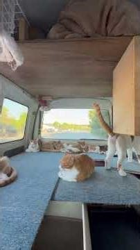 【猫の旅】ドライブ中にスモモ(左奥)がマーキング､オシメしてて良かった ‥ 。