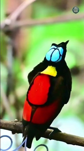 Bird of Paradise | The Most Incredible Bird on Earth