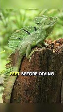 It Literally Walks on Water – Basilisk Lizard Animal Facts