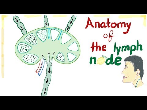 Anatomy of the Lymph node | Best Explanation Ever ;)