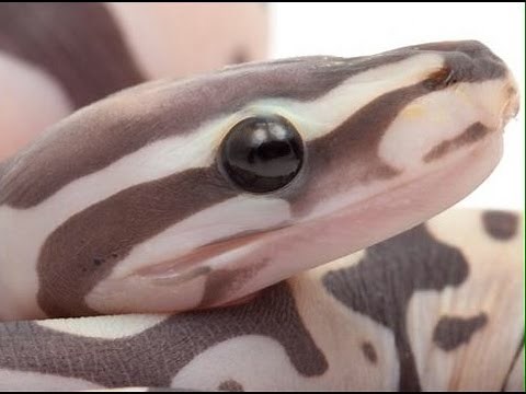 Scaleless Ball Python Unveiling : SnakeBytesTV