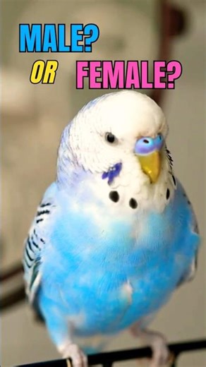 Parakeet Gender: How to Tell Male vs Female Budgies 🦜 #Shorts
