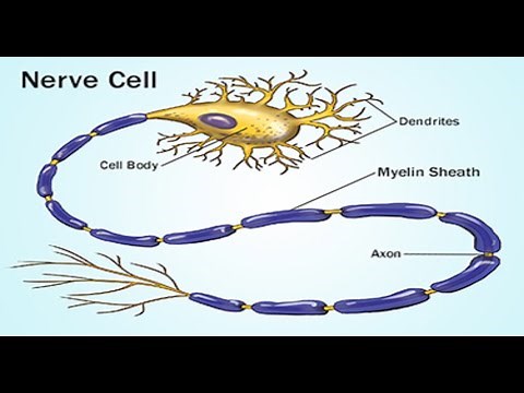 Two Minutes of Anatomy: Myelin Sheath