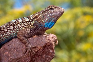 What Do Blue Belly Lizards Eat?