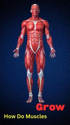 how do your muscles grow #muscle #bodybuilding