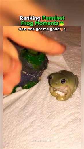Top 7 Frog Moments That Made You LOL