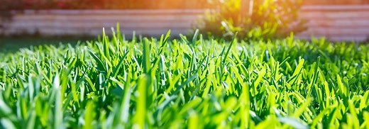 What Does Humic Acid Do For Grass?   Why It Makes Your Lawn Better » Turf Mechanic
