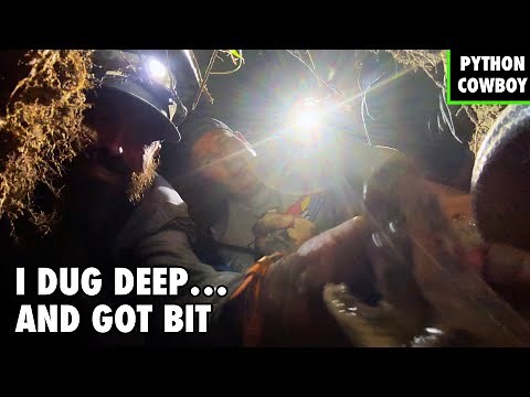 Unbelievable Python Hunt: Bit While Catching Two Giant Nesting Pythons