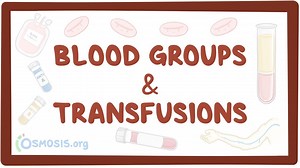 Blood groups and transfusions: Video, Causes, & Meaning | Osmosis