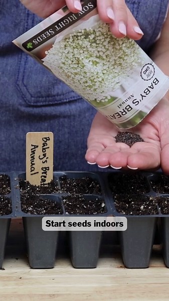 Sow Right Seeds - Annual Baby’s Breath Seeds for Planting - Non-GMO White Flowers Heirloom Packet with Instructions to Plant in Your Home Garden - Snow Like Blooms - Fresh and Dried Cut Flower (3)