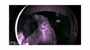 155K views · 1.1K reactions | SHOP EARLY! Smart Video Doorbell with Ring Chime, 2 Months Storage & 2-way Talk System under $160! Own now & pay over 5 months with Easy Pay® + it ships FREE! Your choice of 4 colors! | QVC | Facebook