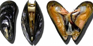 Alimentação dos Bivalves : O que Eles Comem? – Mundo Ecologia