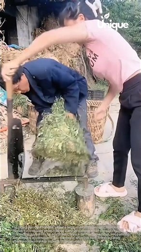 Cutting green fodder: traditional methods for animal feed