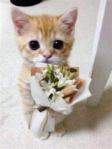 #bgs_prst | Day 7 Belajar Typography... btw masih pemula bgt.. maaf kalo kaku 🗿 - - - - #typography #agecreator #margaage #fyppppppppppppppppppppppp #presetkece #xyzbca #fypシ #pemula #alightmotion #hd120fps #belajar #typo #fyp