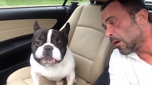 256K views · 7.7K reactions | Junior whises you a Merry Christmas and a happy new year. ;) | Junior - Bulldog | Facebook